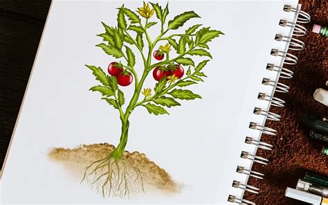 drawing of terrestrial plants|Master The Art Of Drawing Plants: Techniques, Styles, And .